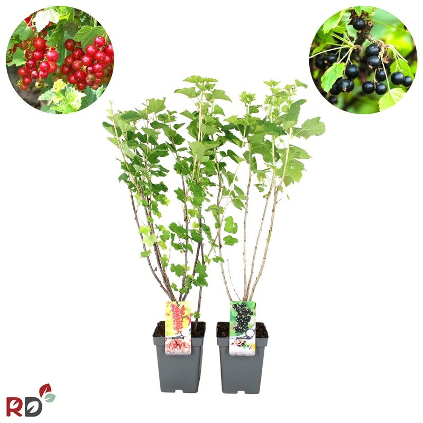 Ribes nigr. 'Titania' - C5 60-80 CM - 3-5 Br.